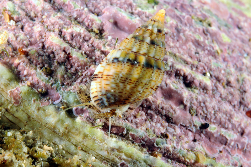 Prosobranco da determinare